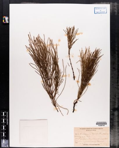 Equisetum arvense