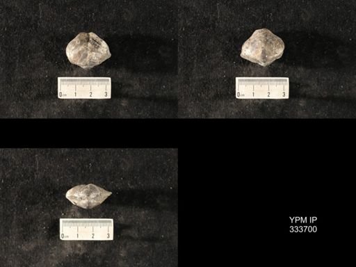 Athyris spiriferoides