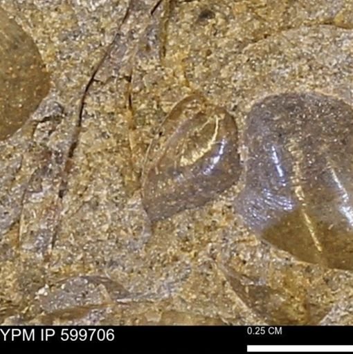 Protocardia subquadrata