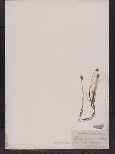 Carex