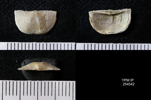 Chonetes sp.