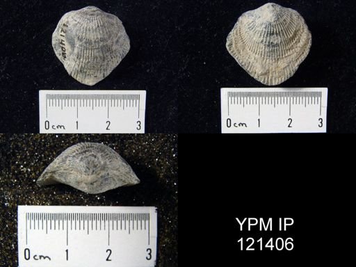 Atrypa sp.