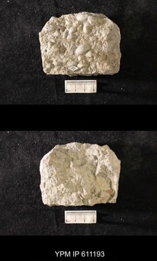 Eochonetes sp.