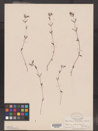 Houstonia longifolia