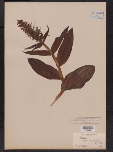 Platanthera