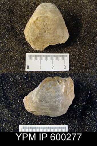 Pustula semipunctata