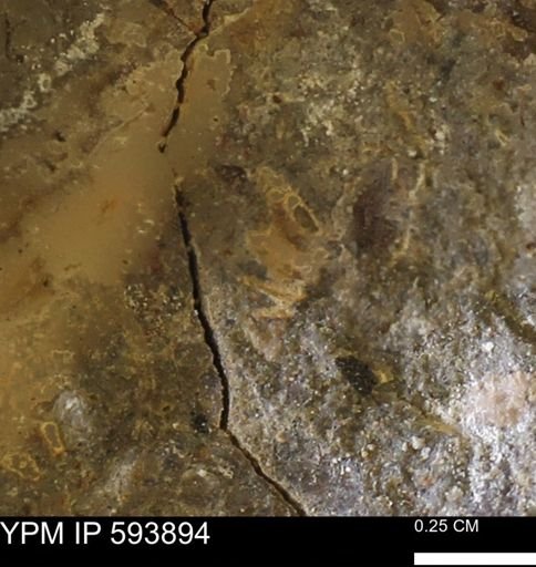 Ammonoidea?; undet.