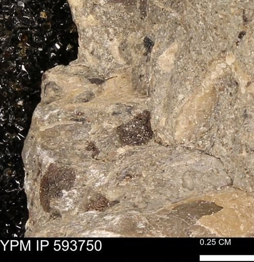 Baculites sp.