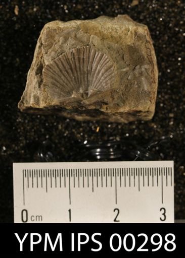 Plectorthis plicatella