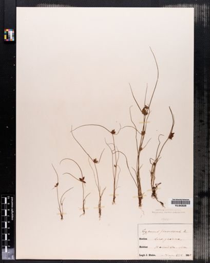 Cyperus diandrus