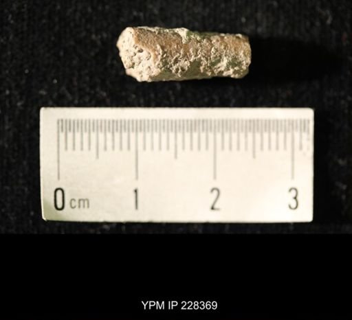 Pseudorthoceras knoxense