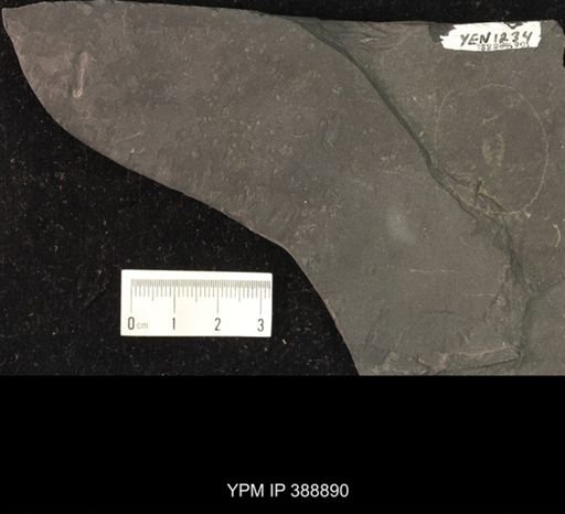 undet. Belostomatidae