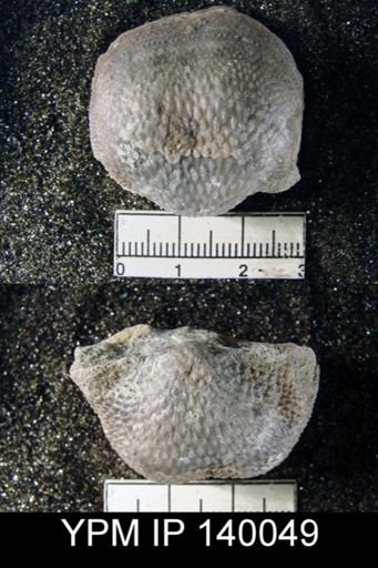 Productus (Waagenoconcha) humboldti