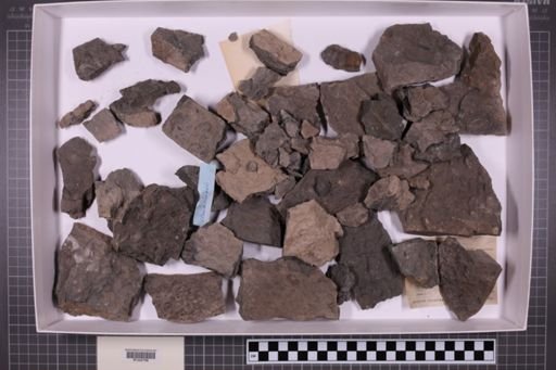 mixed taxa, stratigraphic collection