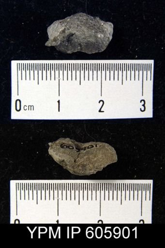 Marginifera sp.