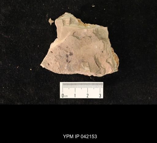 undet. Hymenoptera