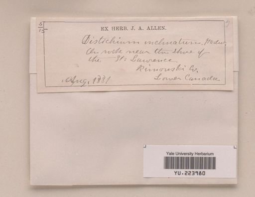 Distichium inclinatum