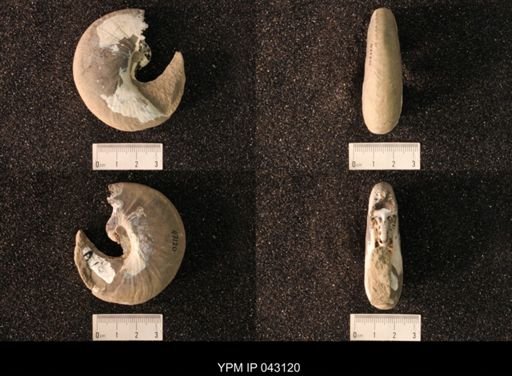 Hoploscaphites nicolletii