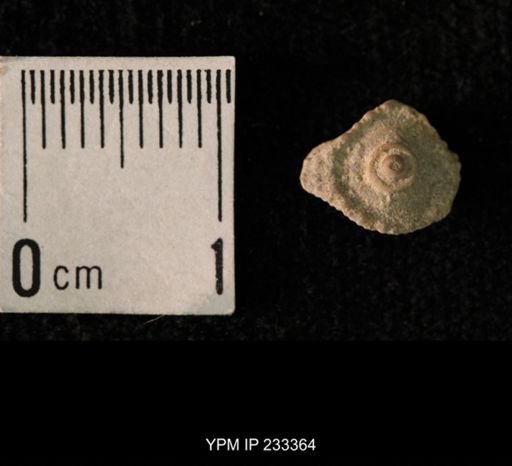 Archaeocidaris sp.