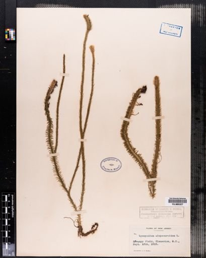 Lycopodium alopecuroides