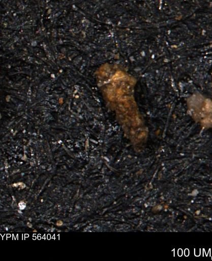 Verneuilinoides hectori