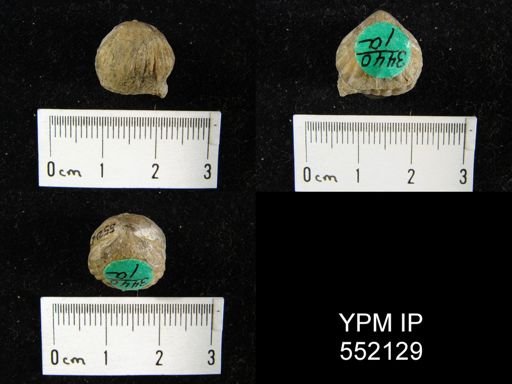 Hypothyridina sp.