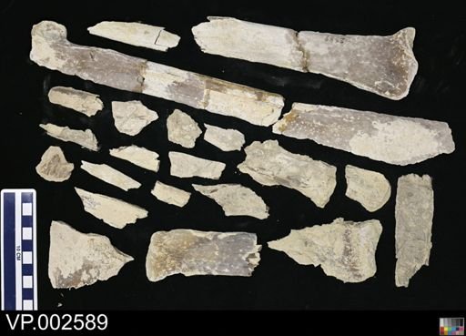 Pteranodon