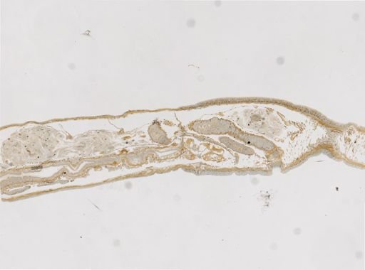 Monopylephorus irroratus