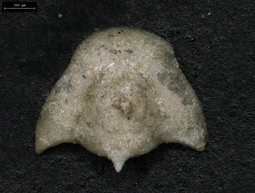 Clelandia utahensis