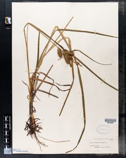 Carex retrorsa