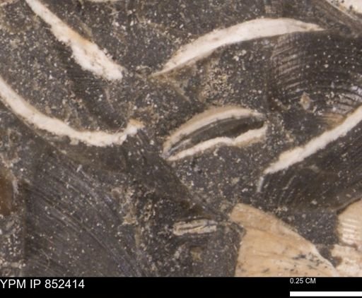 Limopsis striatopunctatus