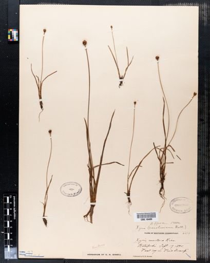 Xyris montana
