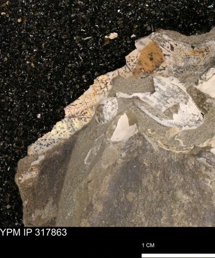 Hoploscaphites sp.