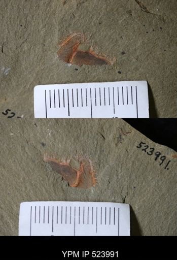 Chauvelicystis sp.