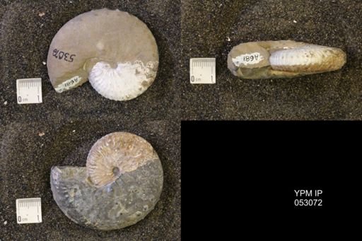 Discoscaphites conradi