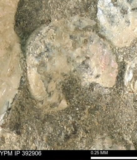 Scaphites sp.