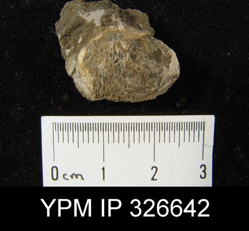 Productus cora