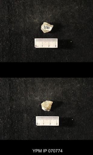 Favosites sp.