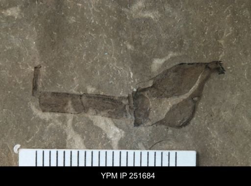 undet. Arthropoda