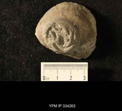 Isorophus cincinnatiensis