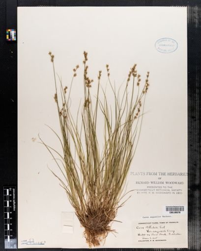 Carex angustior