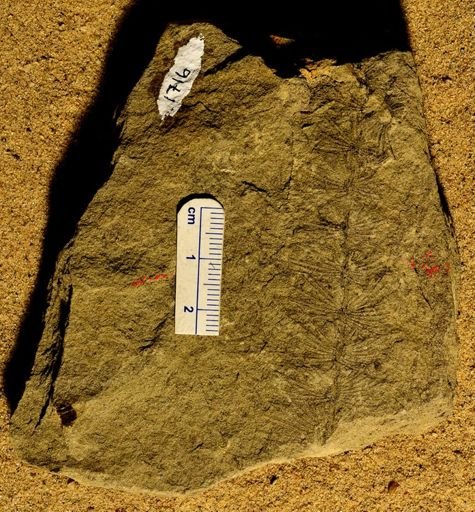 Asterophyllites equisetiformis