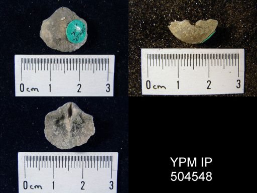 Gypidula sp.