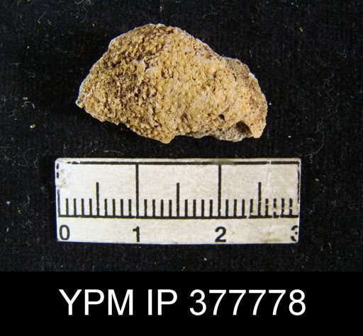 Aulosteges guadalupensis