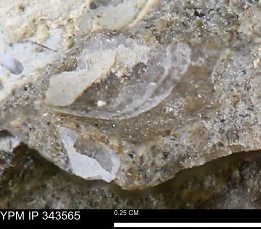 undet. Bivalvia