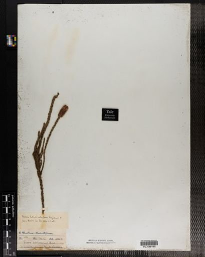 Plantae