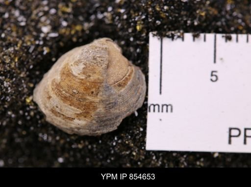 Limopsis striatopunctatus