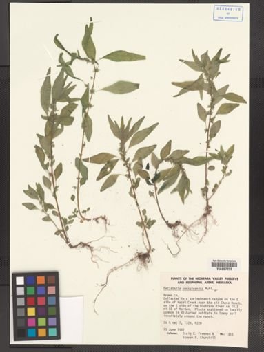 Parietaria pensylvanica