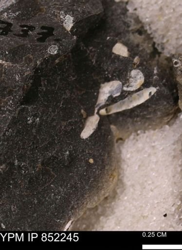 undet. Foraminifera