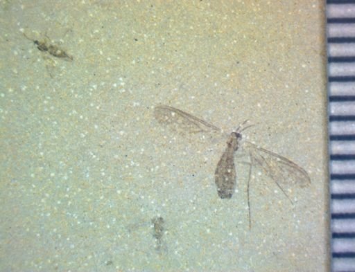 undet. Hexapoda